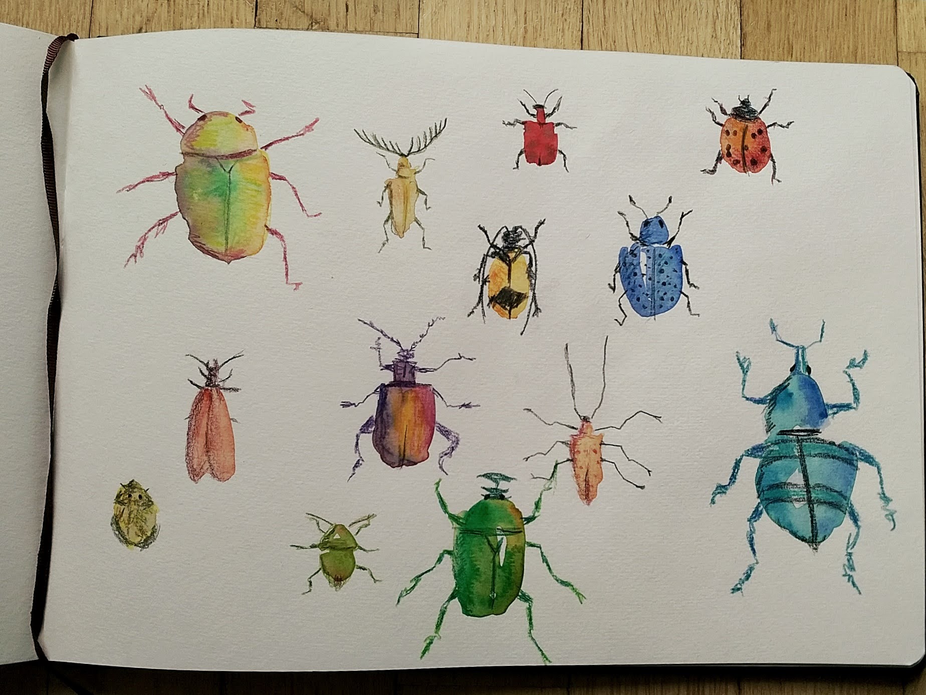 insects-2