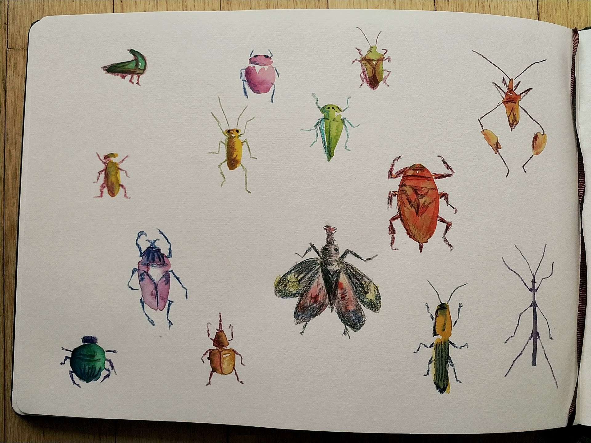 insects-1